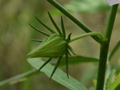 Hibiscus meraukensis