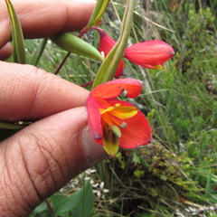 Bomarea pauciflora