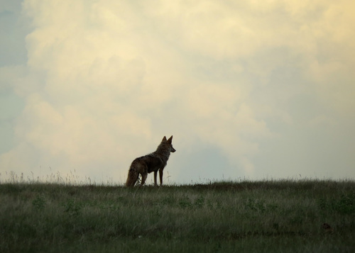 Coyote photographed in South Dakota