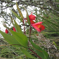 Bomarea pauciflora