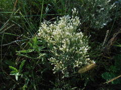Baccharis notosergila
