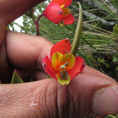 Bomarea pauciflora