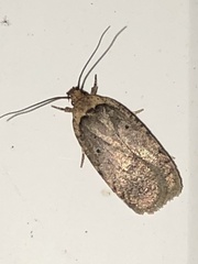 Depressariinae