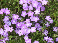 Phlox glabriflora