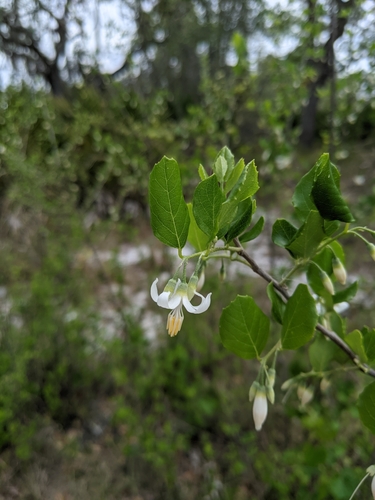Styrax americanus, photographed by an iNaturalist contributor