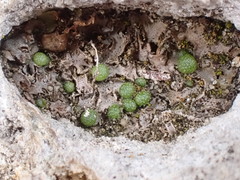 Mannia triandra