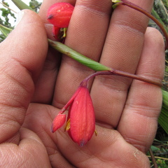 Bomarea pauciflora