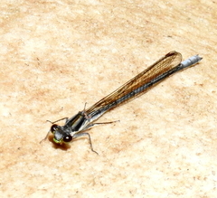 Pseudagrion furcigerum