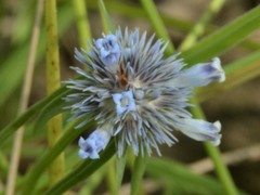 Spermacoce occultiseta