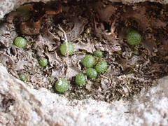 Mannia triandra