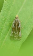 Dichomeris ochripalpella