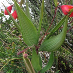 Bomarea pauciflora