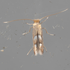 Phyllonorycter aeriferella