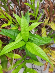 Pseuderanthemum latifolium