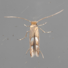 Phyllonorycter aeriferella