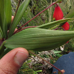 Bomarea pauciflora