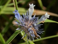 Spermacoce occultiseta