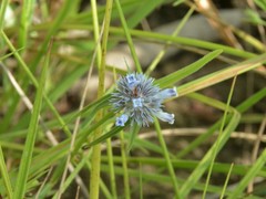Spermacoce occultiseta