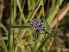 Spermacoce occultiseta