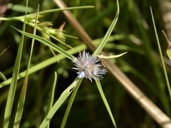 Spermacoce occultiseta