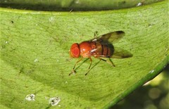 Copestylum tympanitis