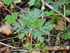 Dicentra formosa formosa