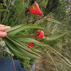 Bomarea pauciflora