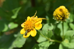 Heliopsis annua