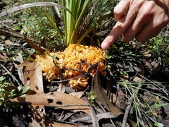 Ramaria capitata ochraceosalmonicolor