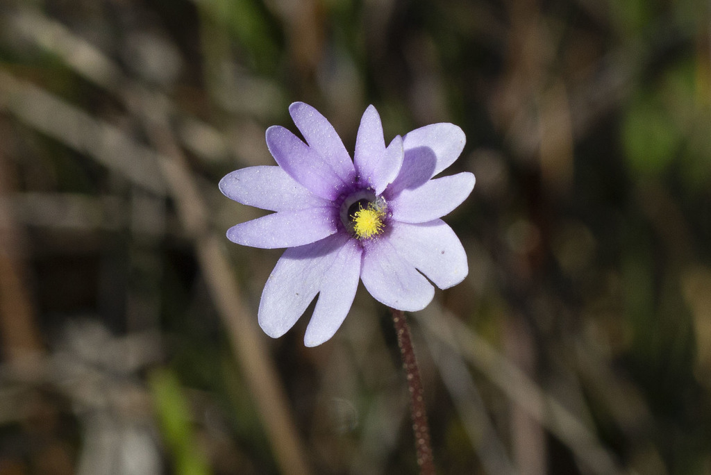 Pinguicula ionantha, Florida, US