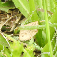 Hemeroplanis scopulepes