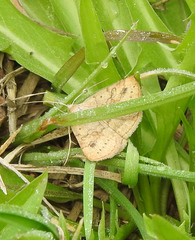 Hemeroplanis scopulepes