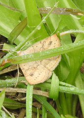 Hemeroplanis scopulepes