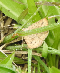 Hemeroplanis scopulepes