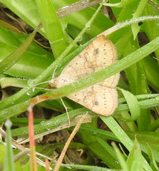 Hemeroplanis scopulepes