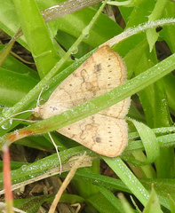 Hemeroplanis scopulepes