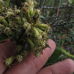 Dendrophorbium kleinioides