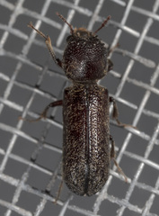 Amphicerus bicaudatus