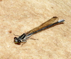 Pseudagrion furcigerum