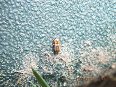 Aeolus mellillus
