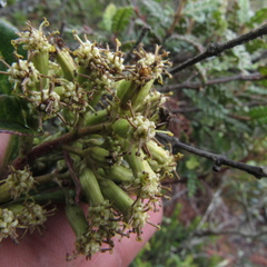 Dendrophorbium kleinioides
