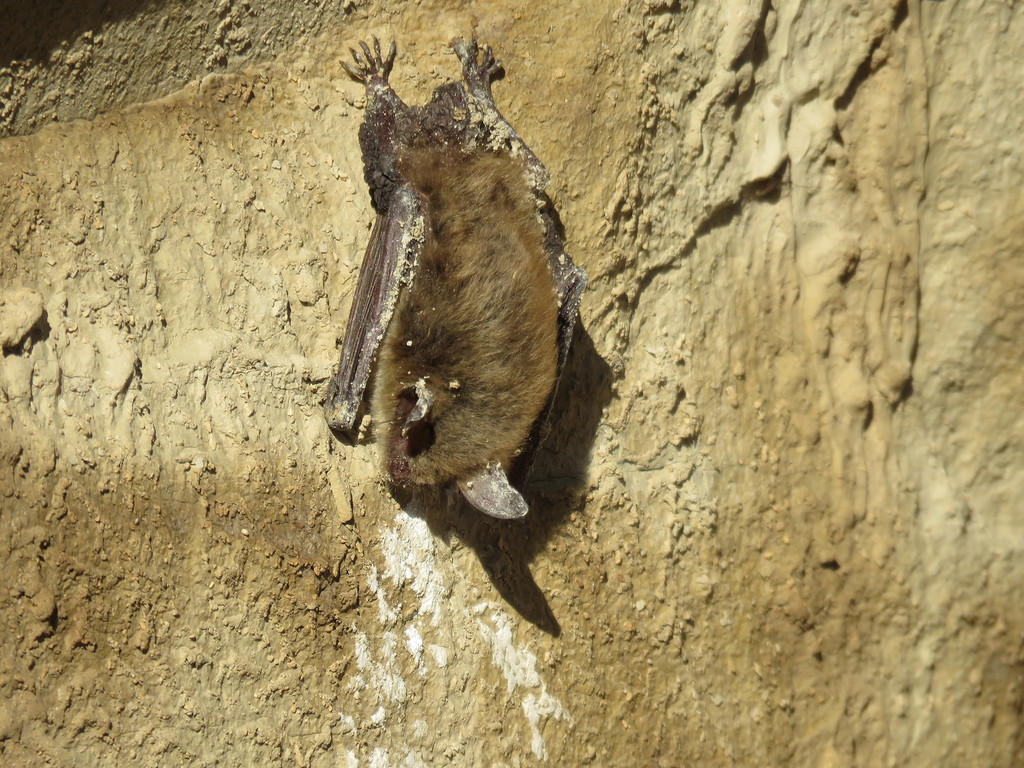 Northern Myotis in March 2019 by kellypre50 · iNaturalist