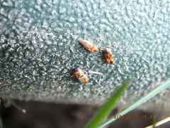 Aeolus mellillus