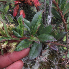 Dendrophorbium kleinioides