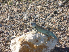 Liolaemus fitzingerii