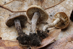 Tephrocybe