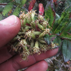 Dendrophorbium kleinioides