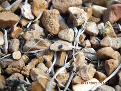 Talavera minuta