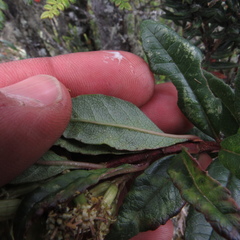 Dendrophorbium kleinioides