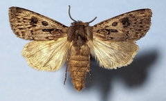 Agrotis ruta